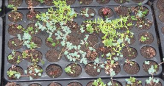 Sedumpluggen kunnen rechtstreeks op het dak aangeplant worden