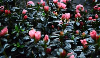Potgronden voor de kweek van azalea en rhododendron